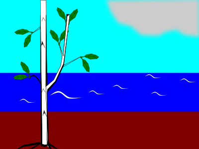 canoe