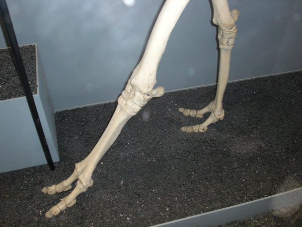 image:camel foot