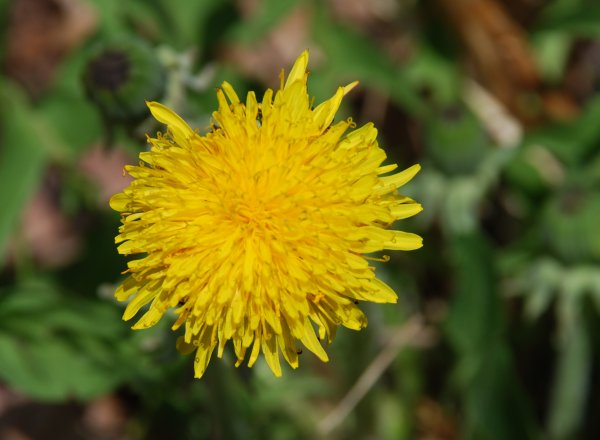 dandelion